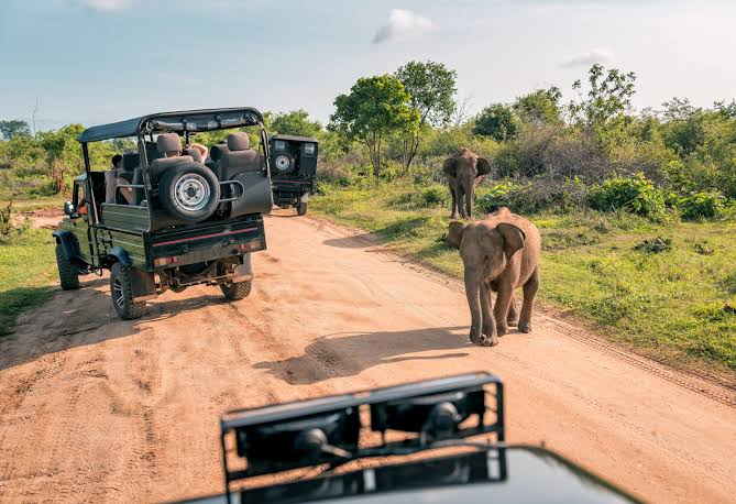 Safari experience